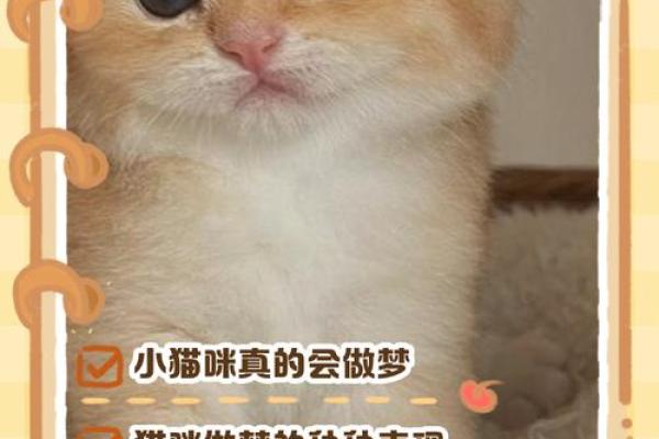 梦到猫是什么意思周公解梦